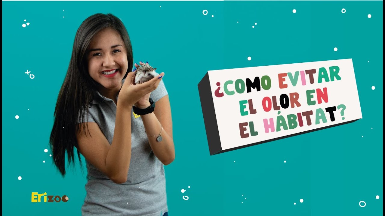 ¿Cómo evitar el olor en el hábitat? | Erizoo México