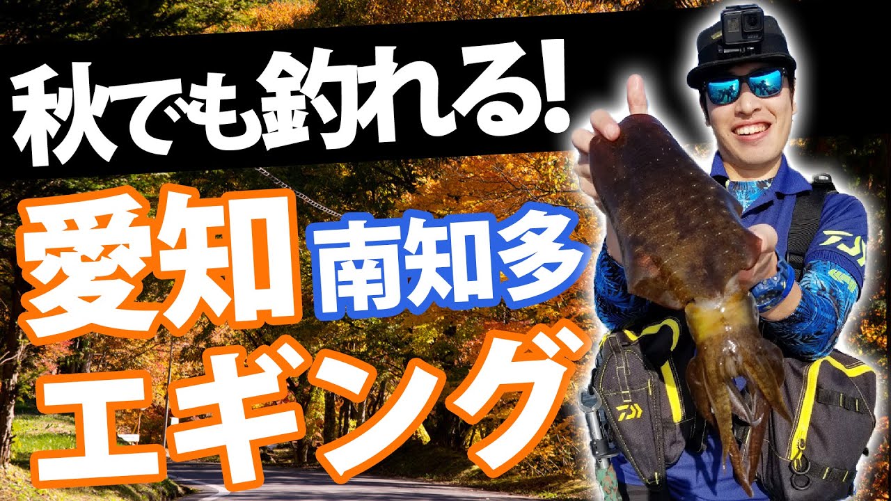 秋でもこのサイズ！知多でアオリイカを釣る!そして巨大ヒラメが釣れた・・・