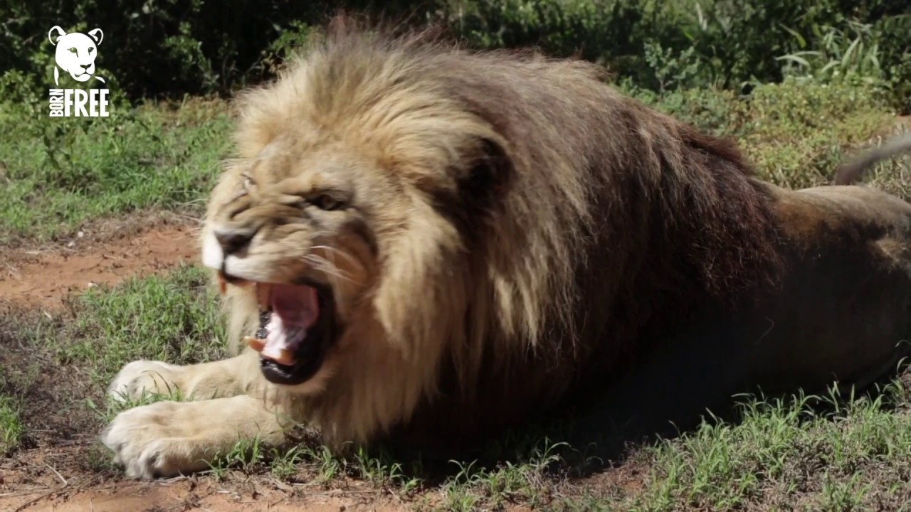 Shamwari's Born Free Sanctuaries in Action