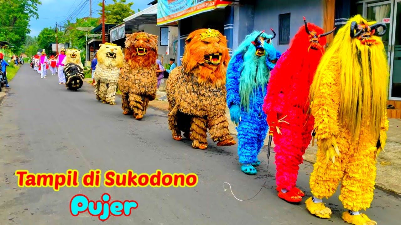 Can macanan singo raung cilik di undang acara PERNIKAHAN Tampil di SUKODONO pujer