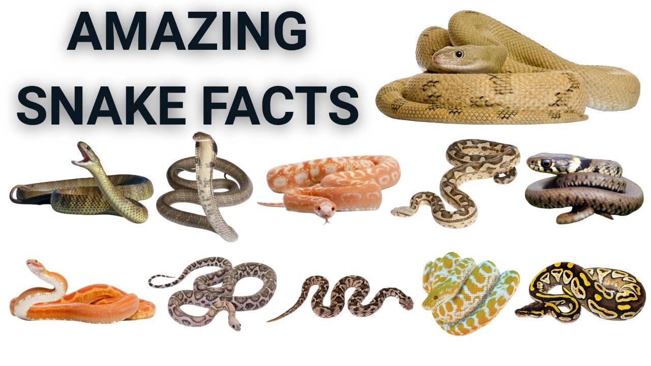 Learn Snake Names in English | 10 Types & Fun Facts for Children
