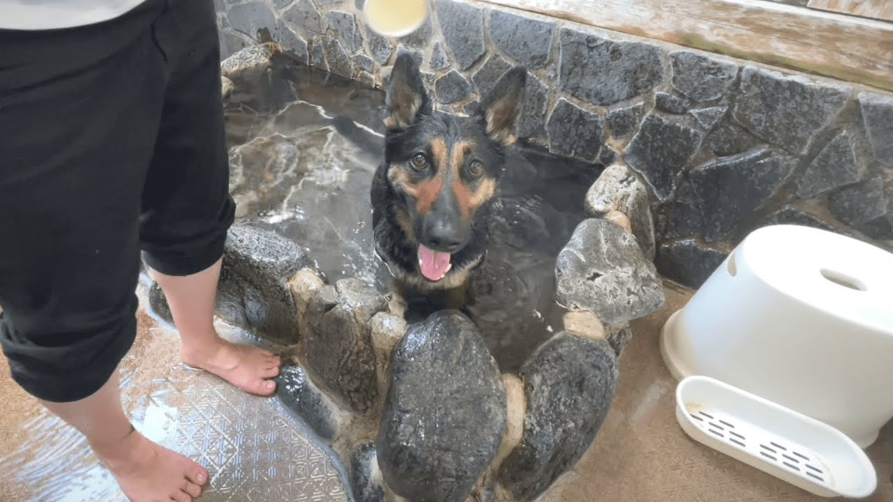 飼い主さん必見！道後温泉へ行ったら、ビックリするほど犬連れに快適な街でした！