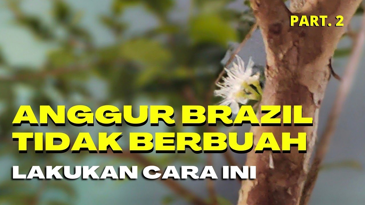 Cara Membuahkan Anggur Brazil #part2 ; Pupuk Pertama Setelah Pemangkasan