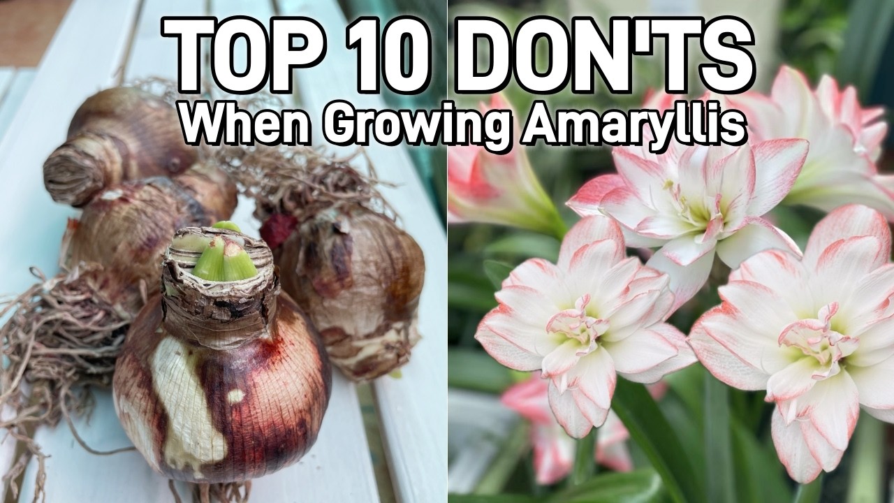 Top 10 DON'Ts When Growing Amaryllis (Hippeastrum) Bulbs | Essential Tips for Beginners