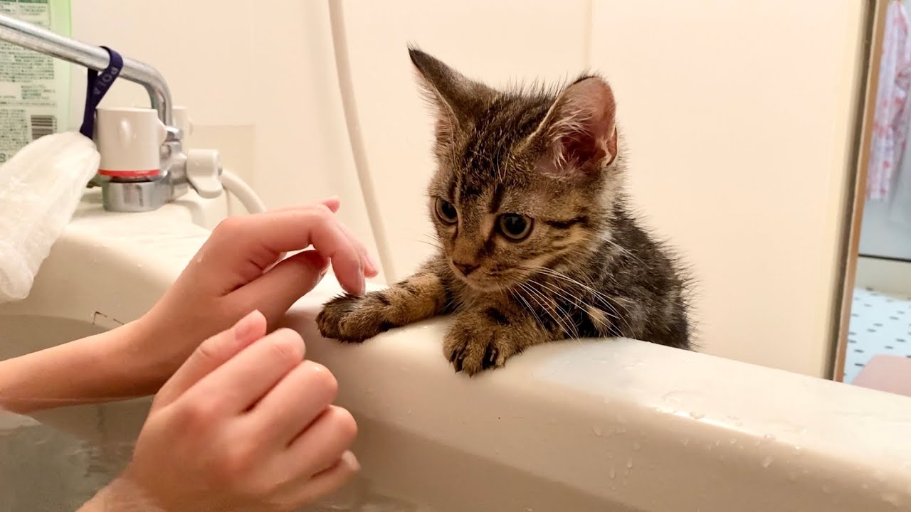 飼い主の入浴中に侵入しにきてしまった子猫ｗ