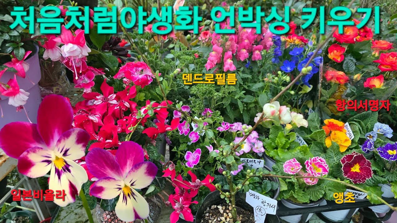 #처음처럼야생화 언박싱 #랜디제라늄 #금어초 #일본비올라 #후쿠시아 #명자
