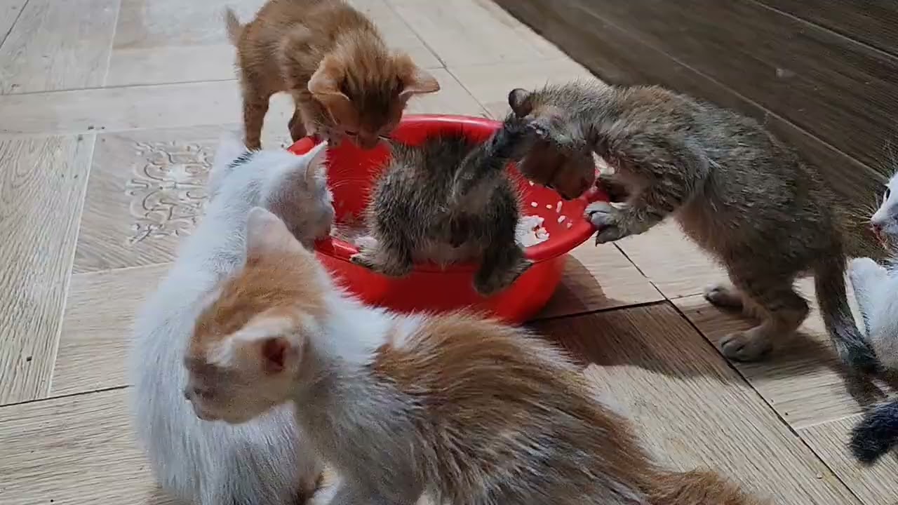 Giờ ăn tới rồi