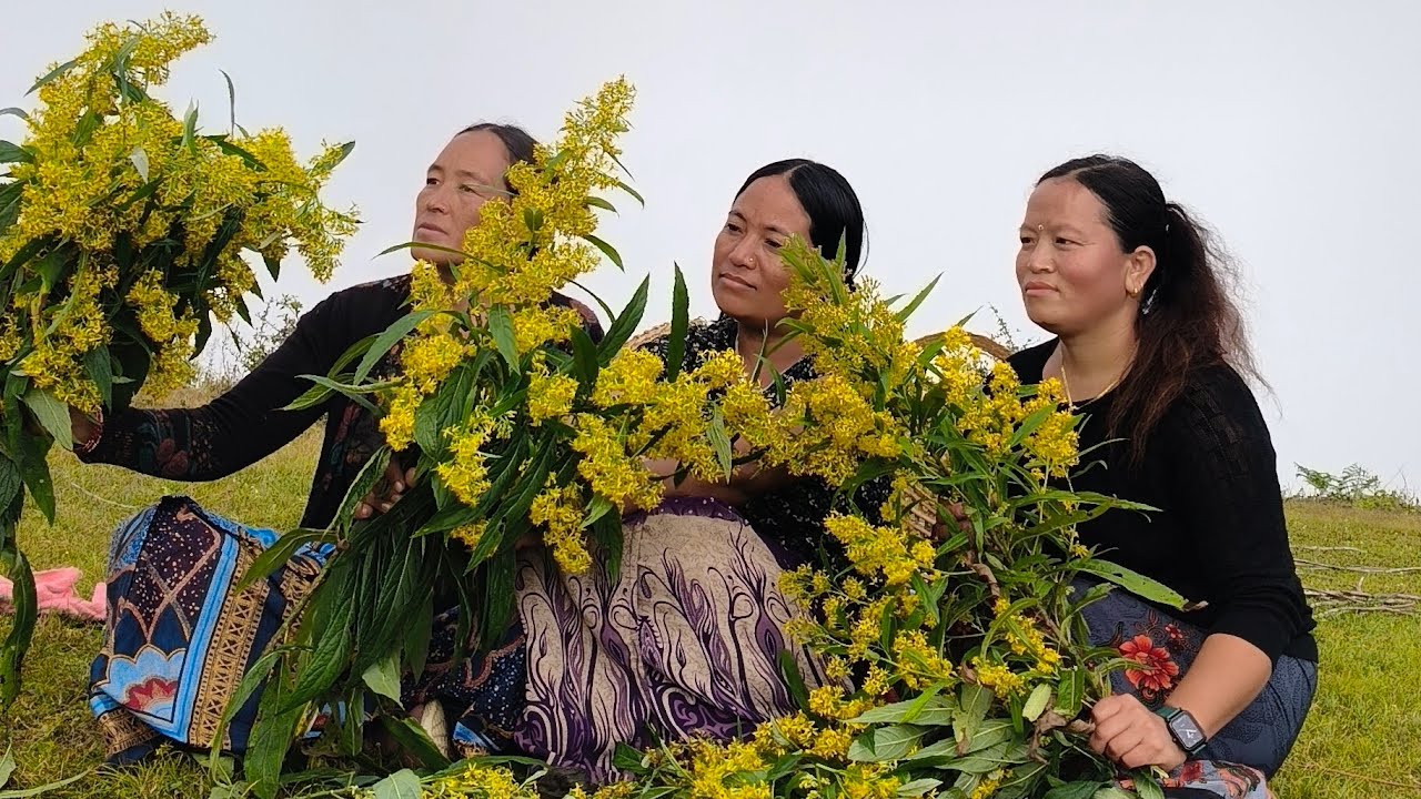 गाँउले जिन्दगी आज लेखतिर