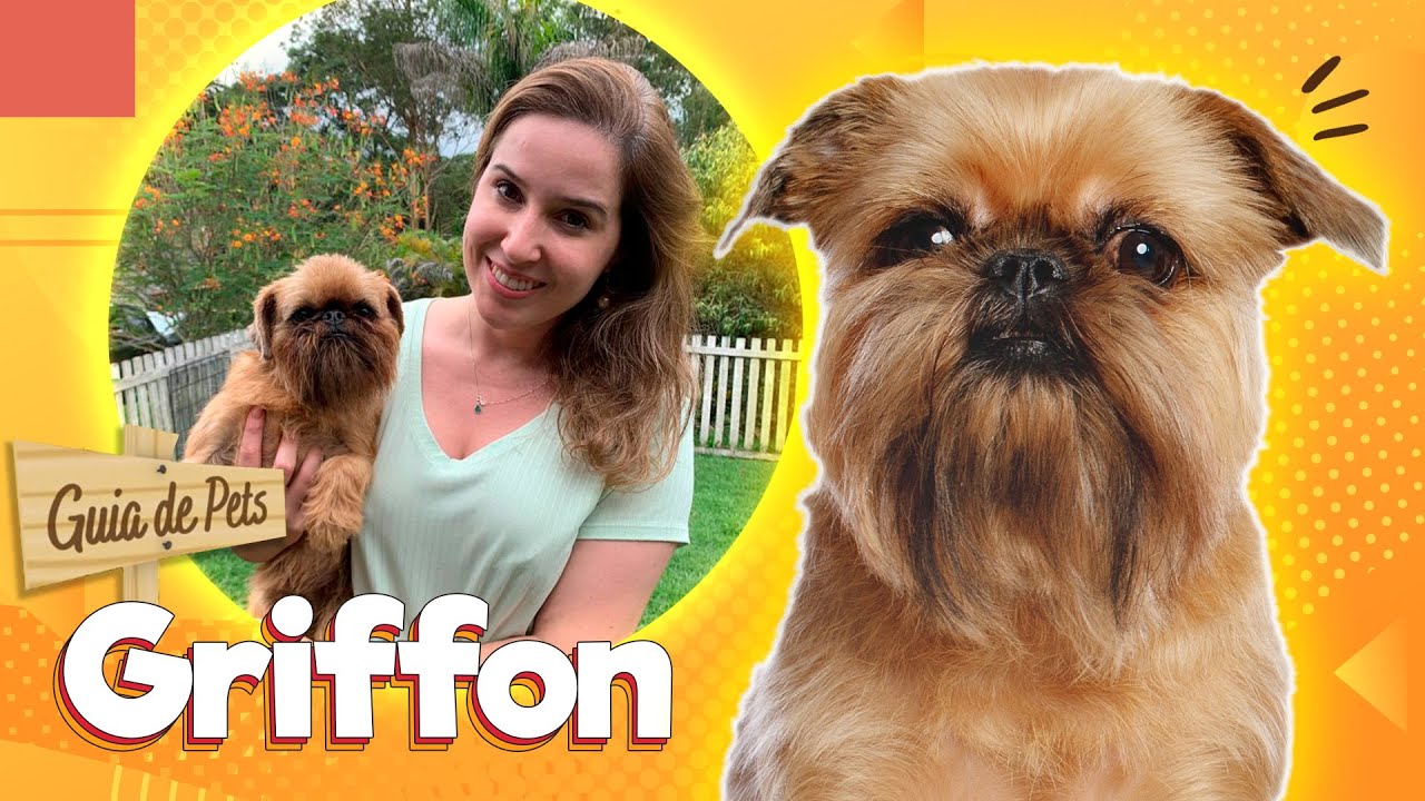 Griffon - o pequeno corajoso  | Guia de Pets
