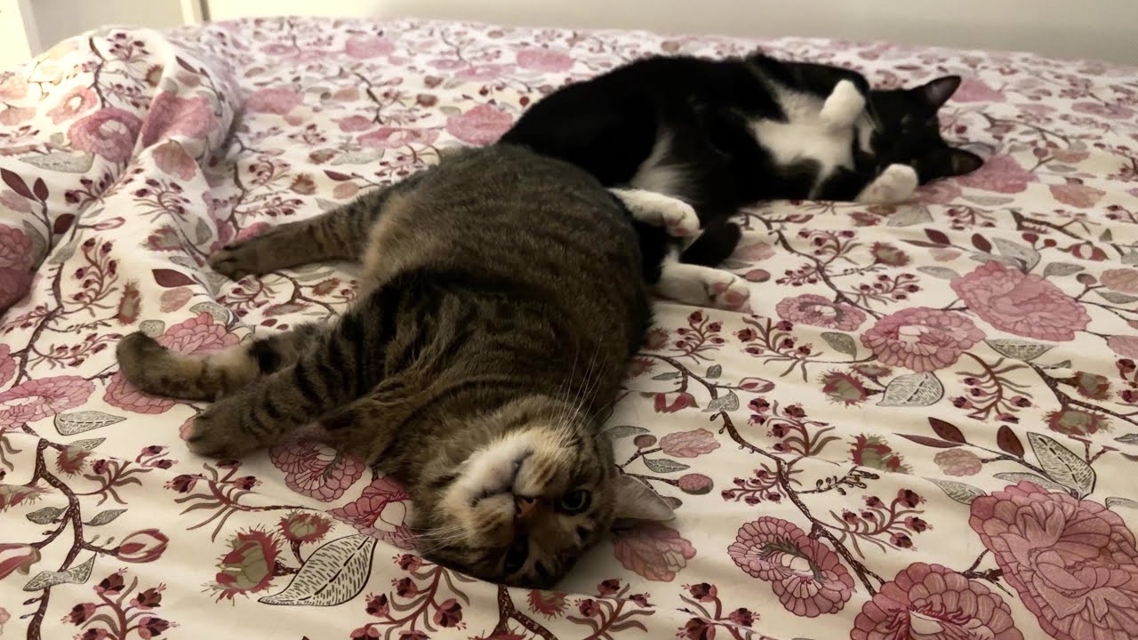 Cuddly Cat Bros