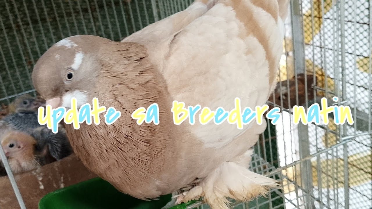 #3: PIGEON BREEDERS: Update for our breeders. Successful 🏆💪