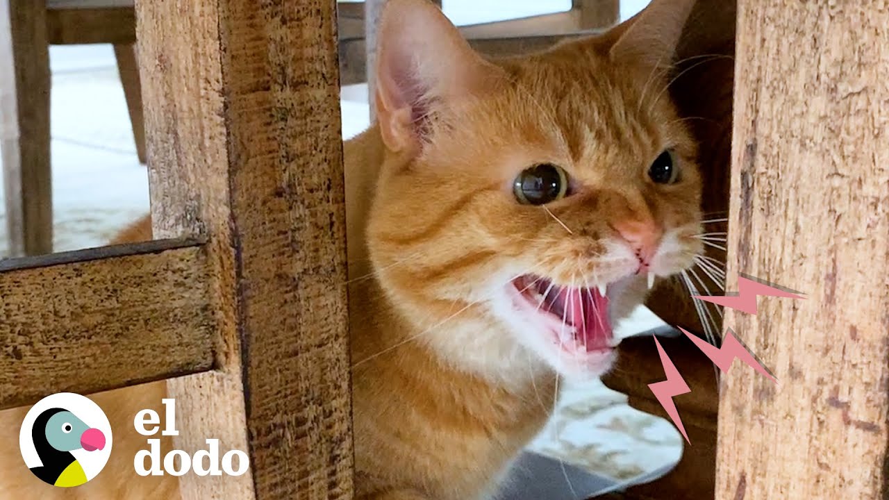 Gata que odia a todos está obsesionada con su abuelito | Cat Crazy | El Dodo