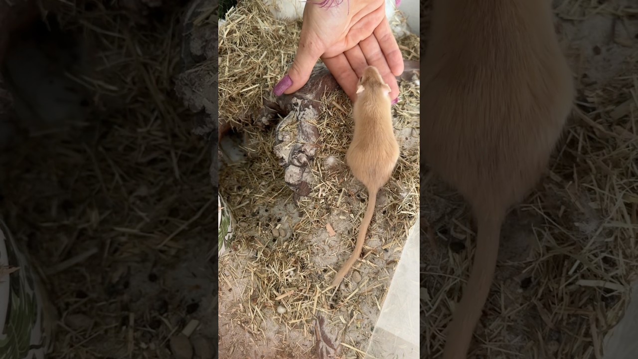 #life #animals #animallover #lifestyle #gerbils #gerbil #loveanimals #cute #beauty