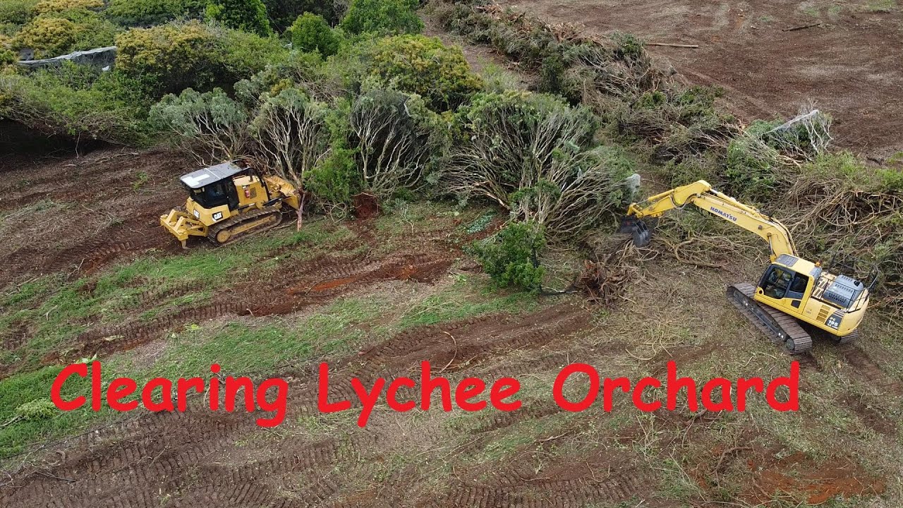 Clearing a Lychee orchard in Australia