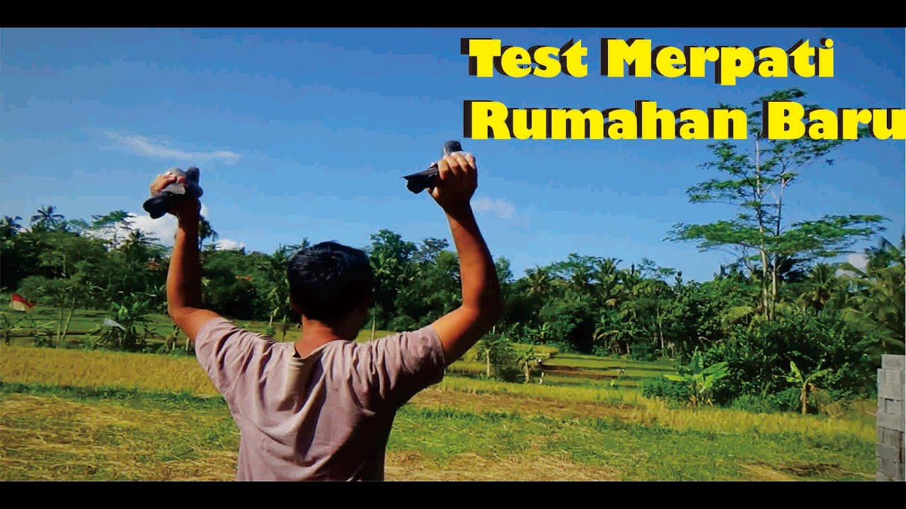 Merpati Rumahan Baru - Worlds pigeon farm
