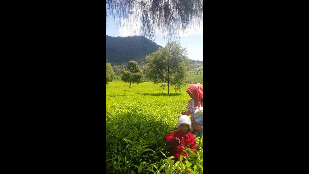 Kebun teh kertasarie