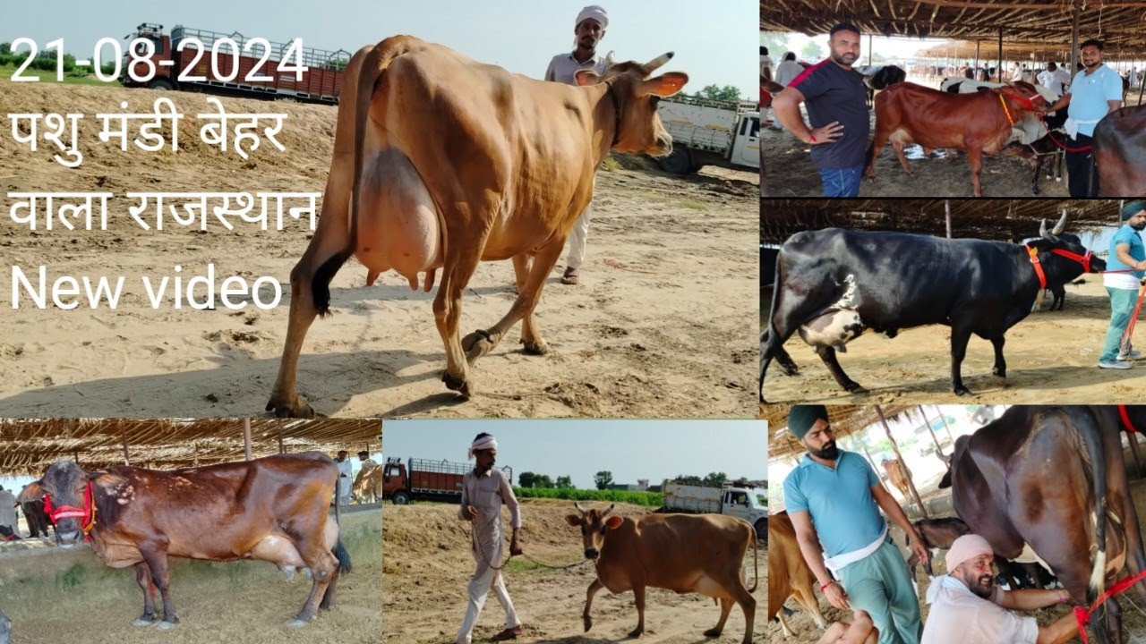 21-08-2024 pashu Mandi behar wala New video cow price #indandairyfarm #jersey #crossbreedcow