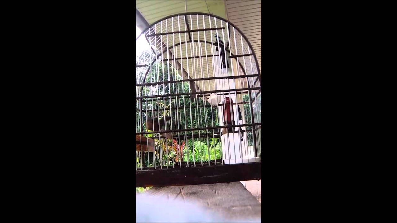 Picolet - Pie surinam [LEE]