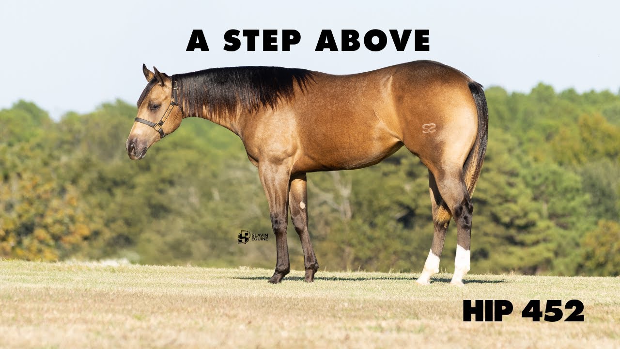A Step Above - Hip 452 NRHA Futurity Sale 2025