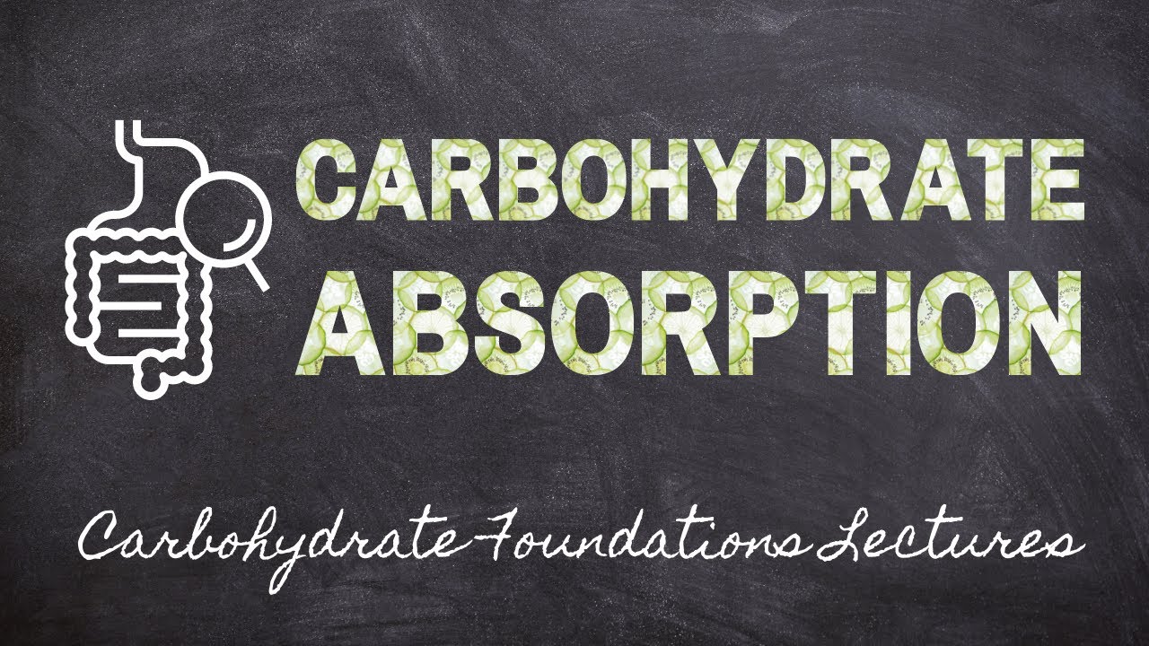 Carbohydrate Absorption| Part 4 Carbohydrate Foundations | Macronutrients Lecture 50