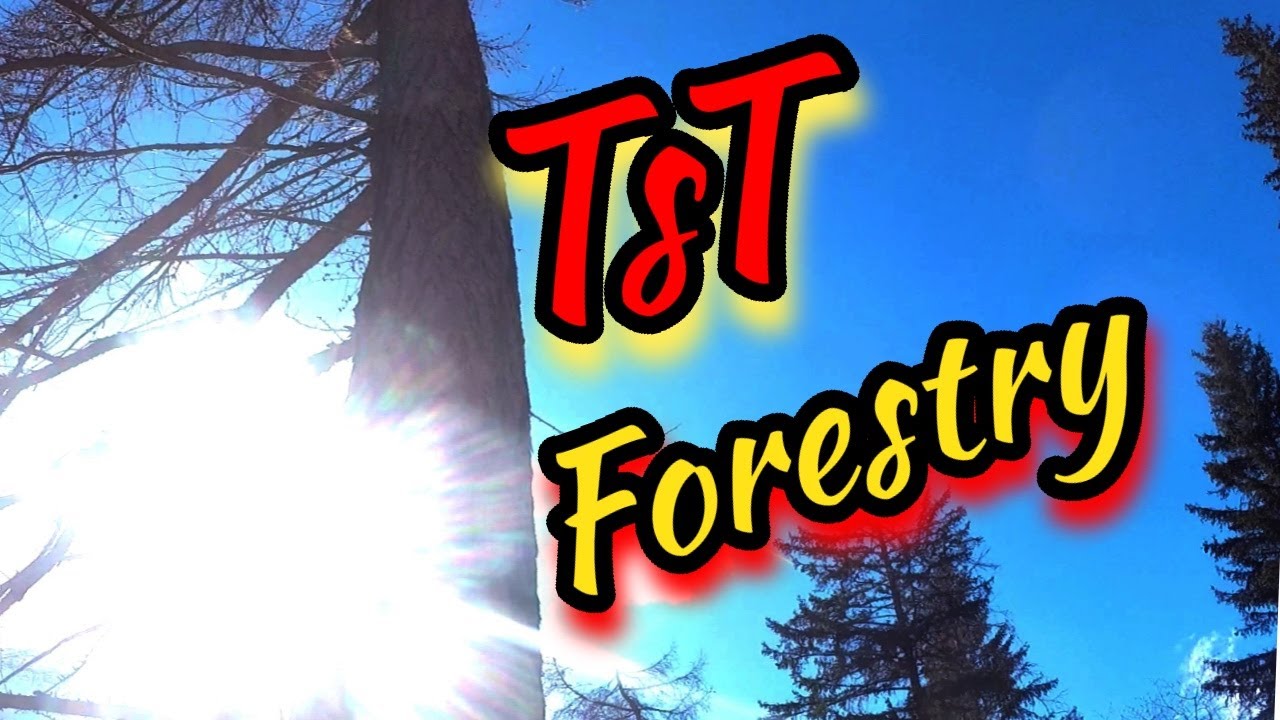 🌲Forstarbeit 🌲Waldarbeit 🌲TsT Forestry Schadholz aufräumen
