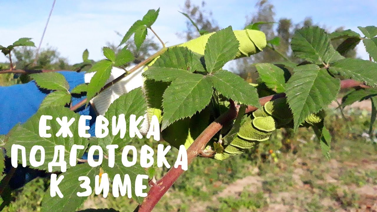 Подготовка ежевики к зиме. Обзор грядок. Мой опыт.