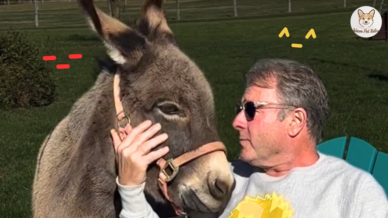 Donkeys Smile and Sing When They See Their Humans | Heartwarming Animal Stories