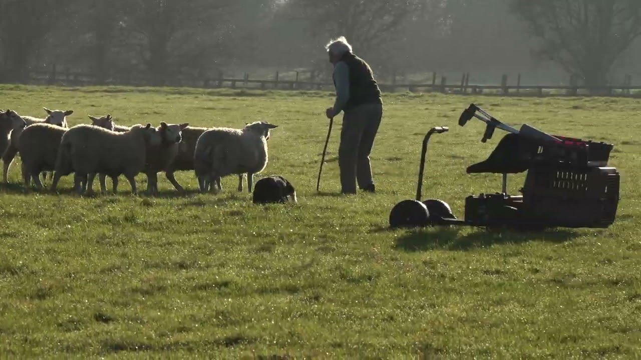 LOT 102 - DUNELLE BESS - 5/2/25 TIMED INTERNET AUCTION OF WORKING SHEEPDOGS