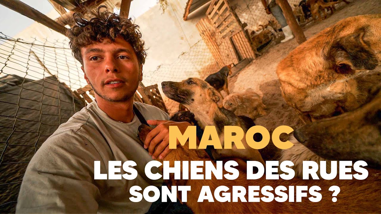 SAUVER les chiens errants au MAROC ?