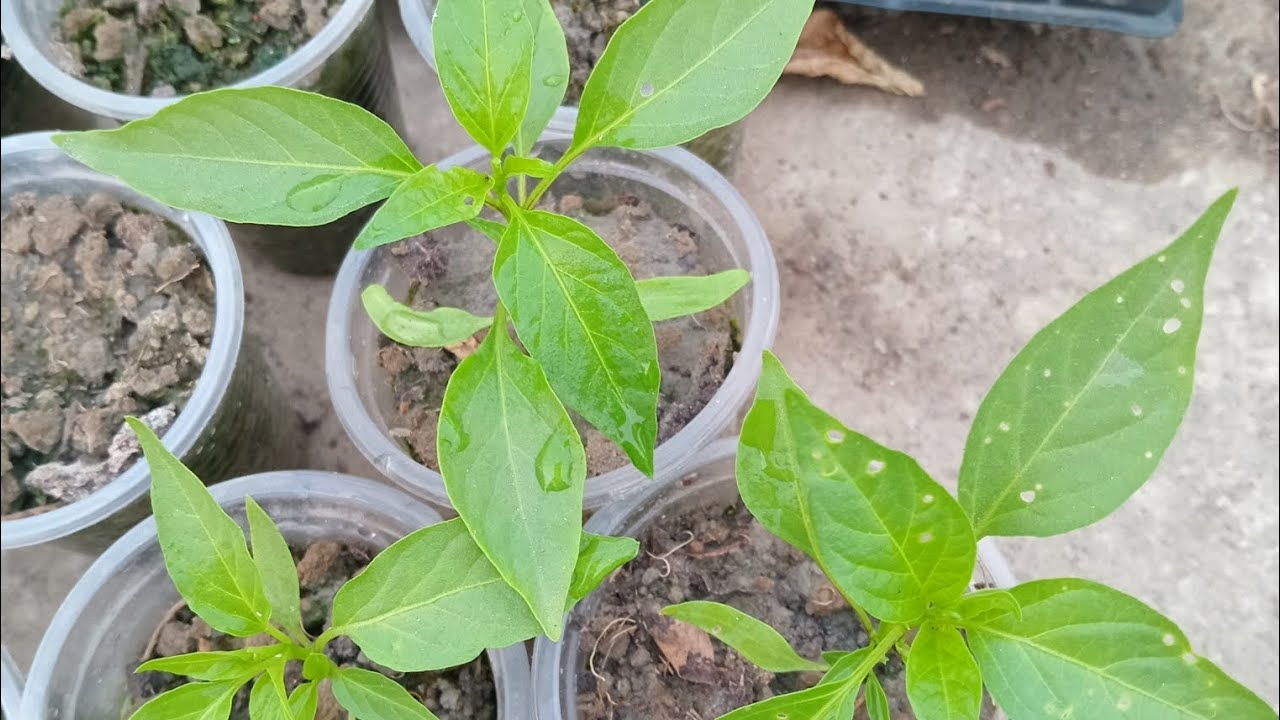 সুপার চিলি মরিচের বীজ থেকে চারা তৈরি এবং চারা রোপন পদ্ধতি #garden #gardening #rooftopgarden #plants