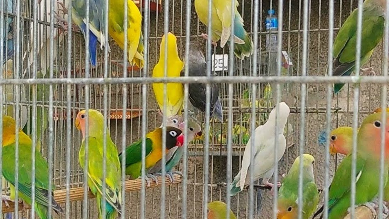 Preço dos Agapornis na feira de Caxias!   Cortes da feira.