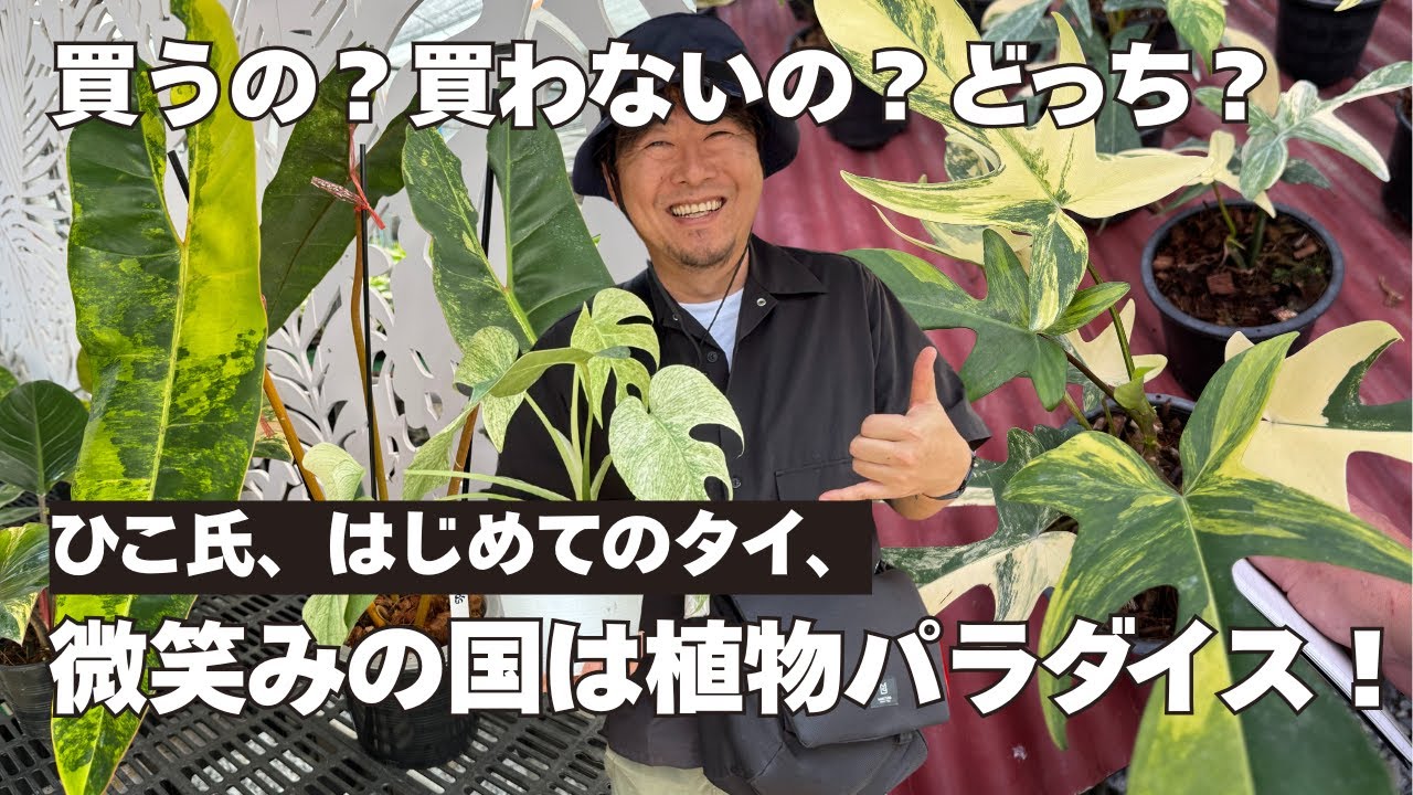 観葉植物生産者がタイに行ったら楽しすぎた！！