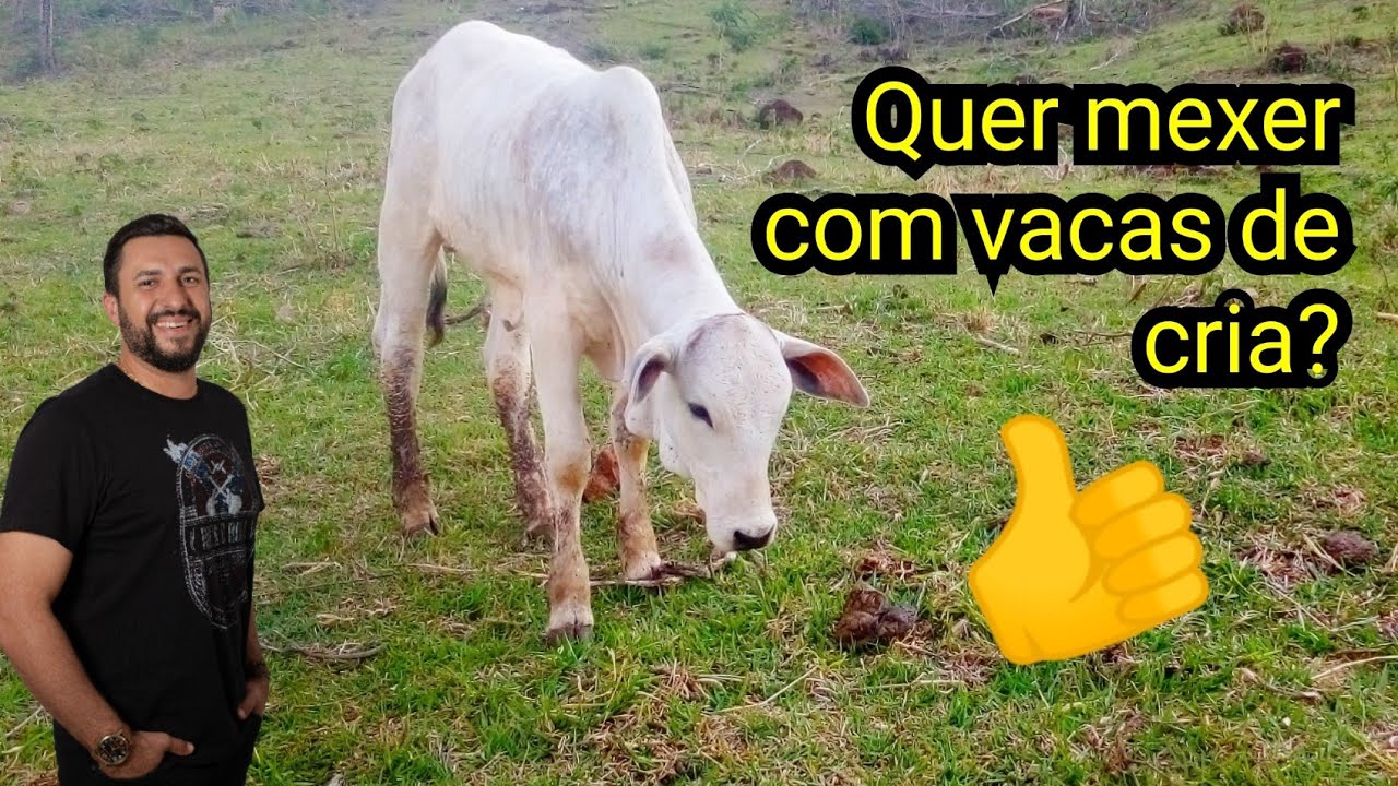 5 DICAS PARA QUEM QUER MEXER COM VACAS DE CRIA, e seus lucros!