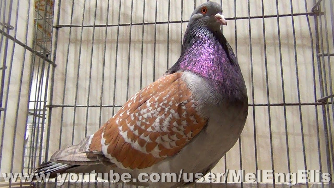 Pigeons Cauchois Maillés - Championnat de France 2021 du Pigeon Cauchois à Woincourt