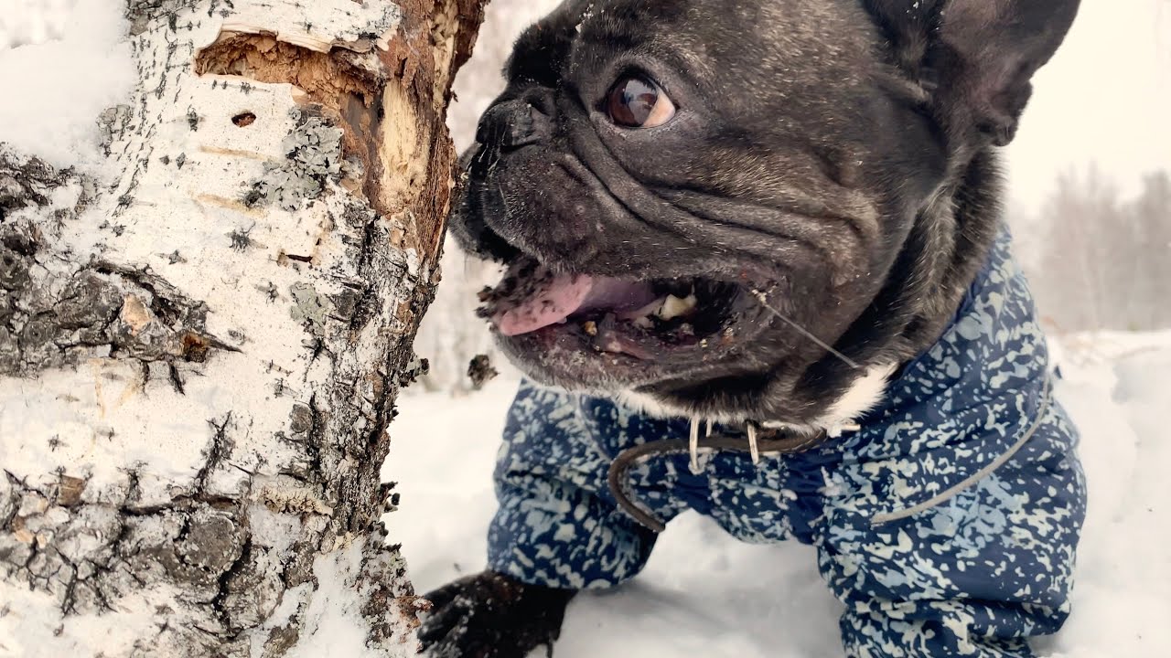 This French bulldog is a descendant of beavers