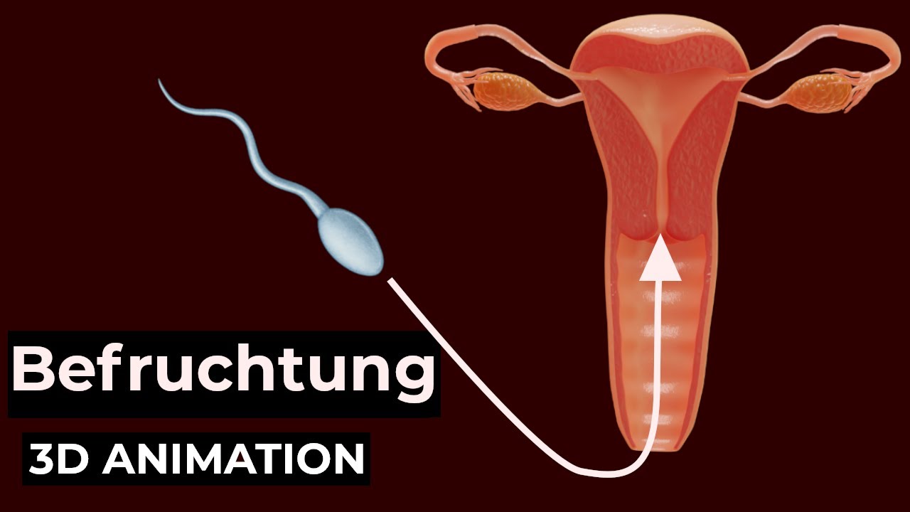 Befruchtung | Spermium und Eizelle verschmelzen | 3D-Animation
