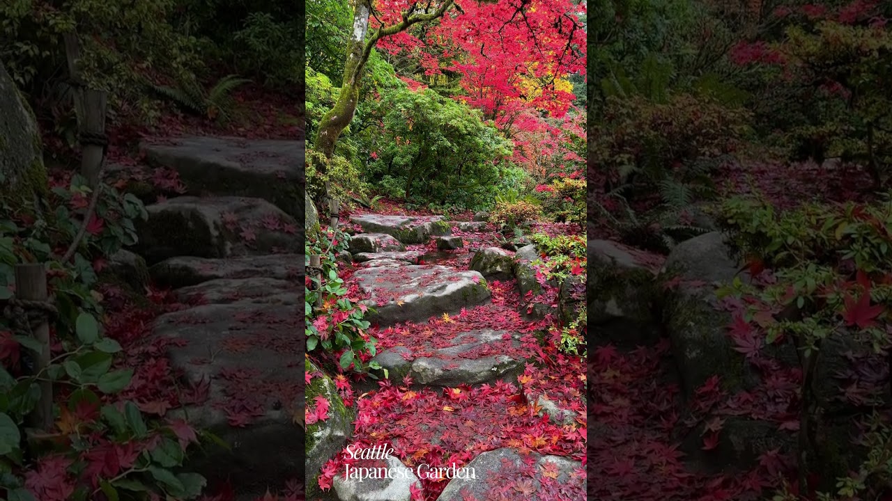 Beautiful fallen leaves at the Seattle Japanese Garden