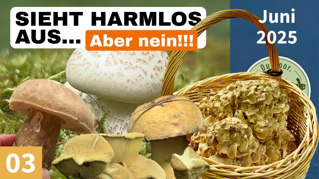 DER EICHHASE! • Speisepilz/Vitalpilz? | Seltene Pilze und was sonst noch geschah | Pilze Juni 2025￼