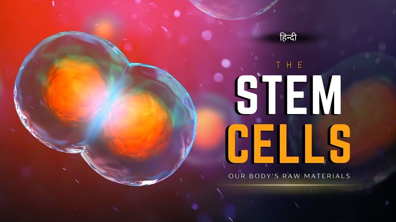 The Stem Cells - Our Body's Raw Materials – [Hindi] – Infinity Stream