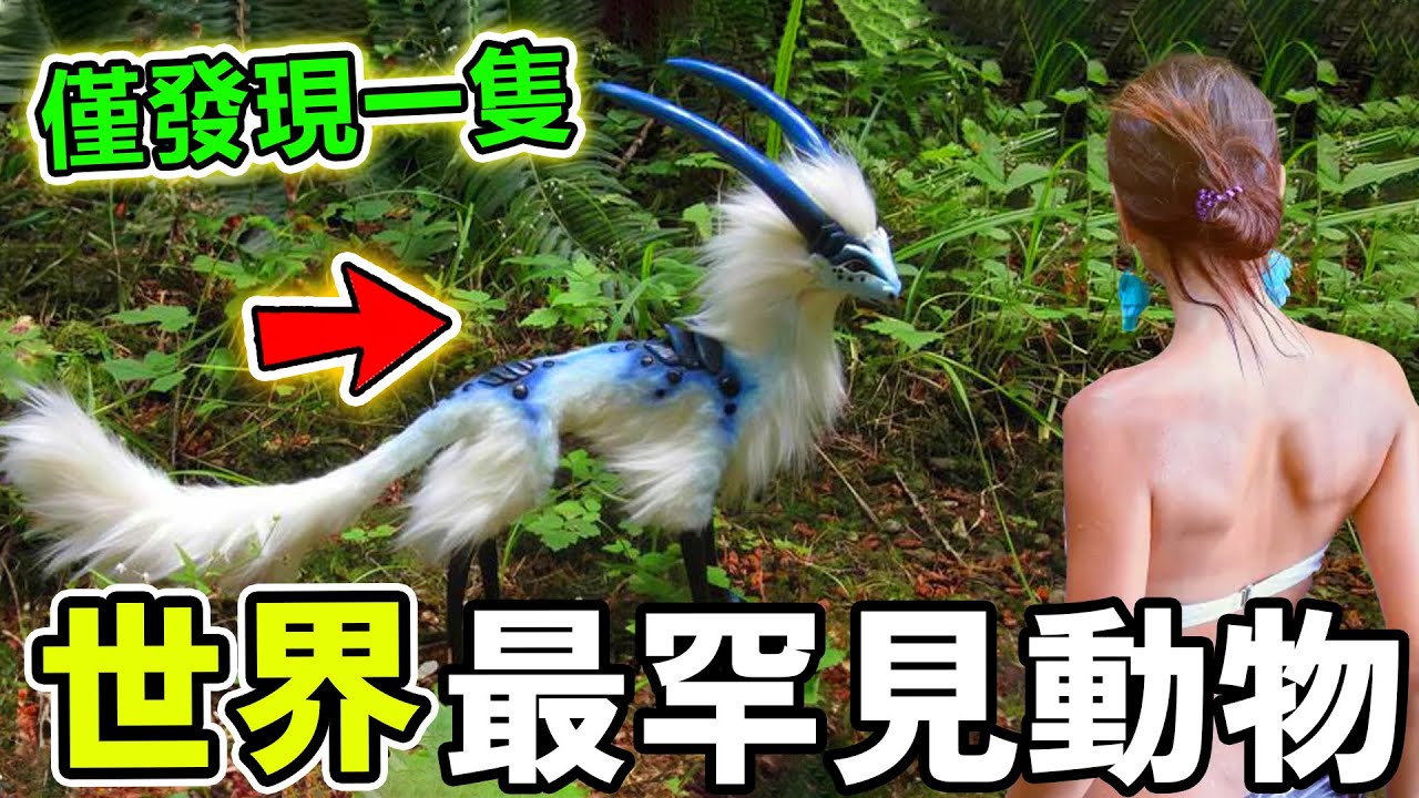 世界上最罕見的動物，三萬只才出現一個，第一名比大熊貓還要珍貴！#世界之最 #熱門 #百科密码 #科普 #世界之大