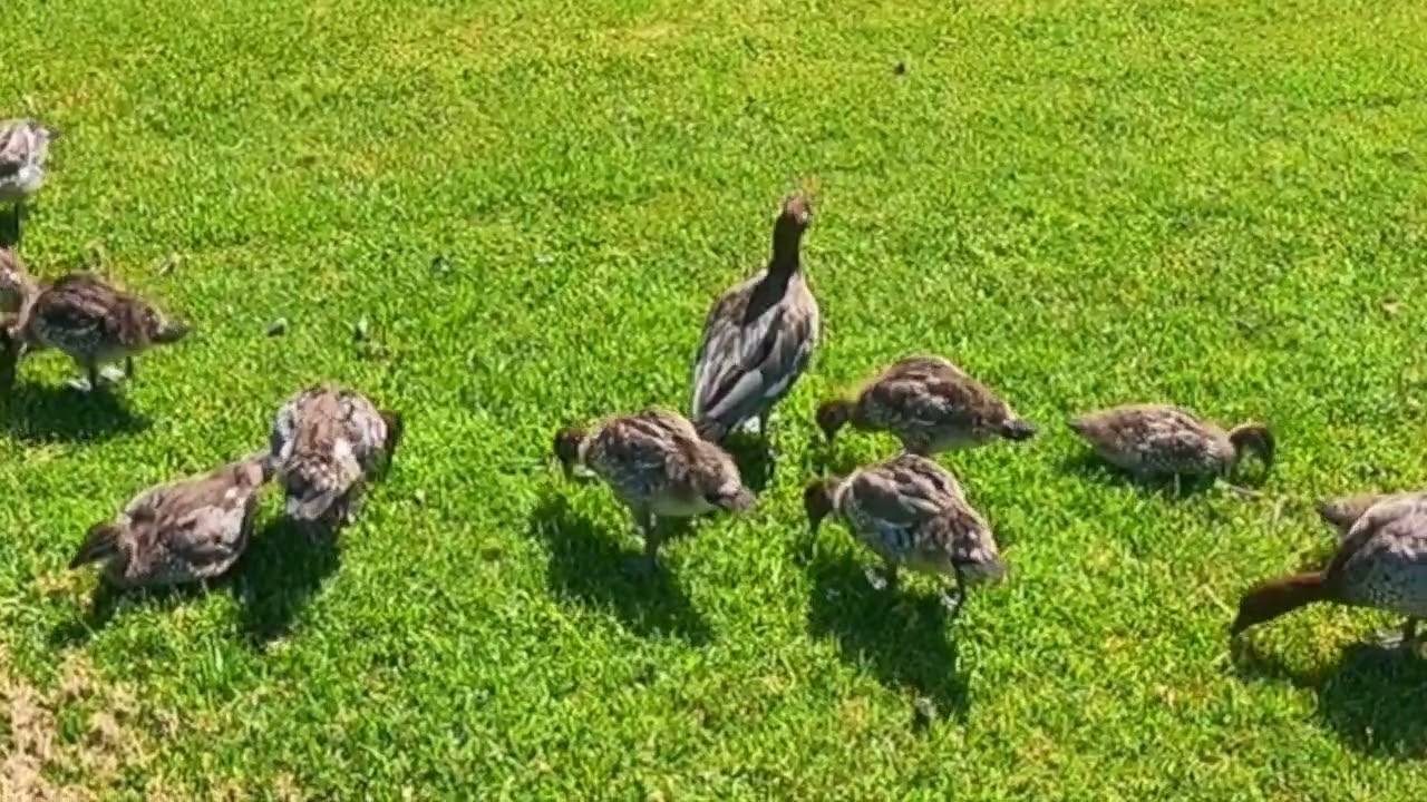 Relaxing/Meditation Cute Duck Family