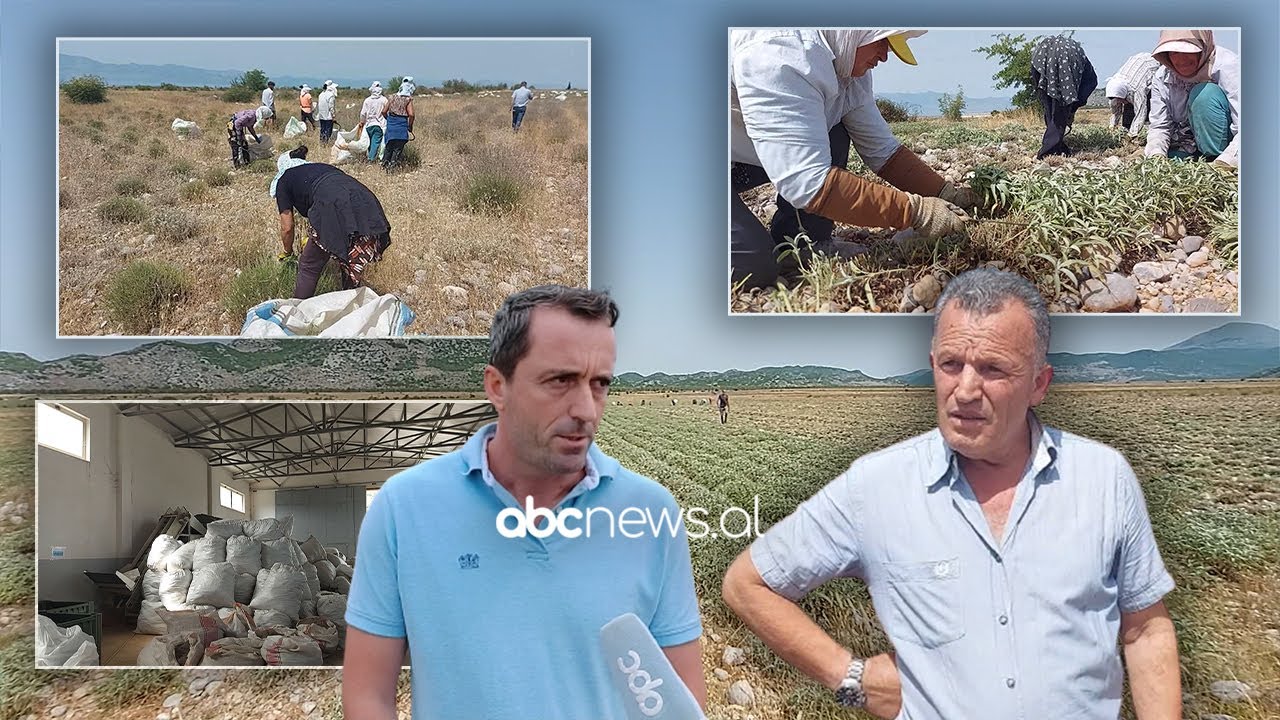 Kultivimi i bimeve mjekesore në Malesinë e Madhe, fermeret: Jane i vetmi burim te ardhurash