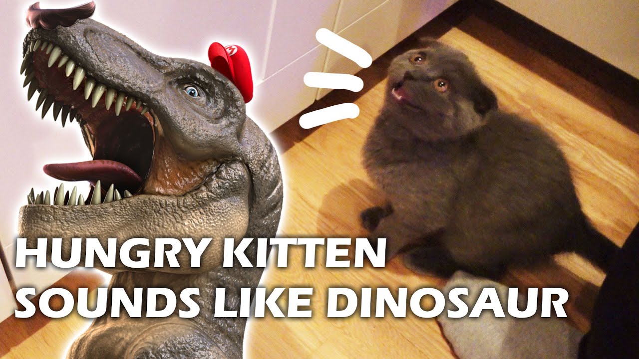 🙀 HUNGRY Scottish Fold KITTEN Sounds Like A DINOSAUR 🦖
