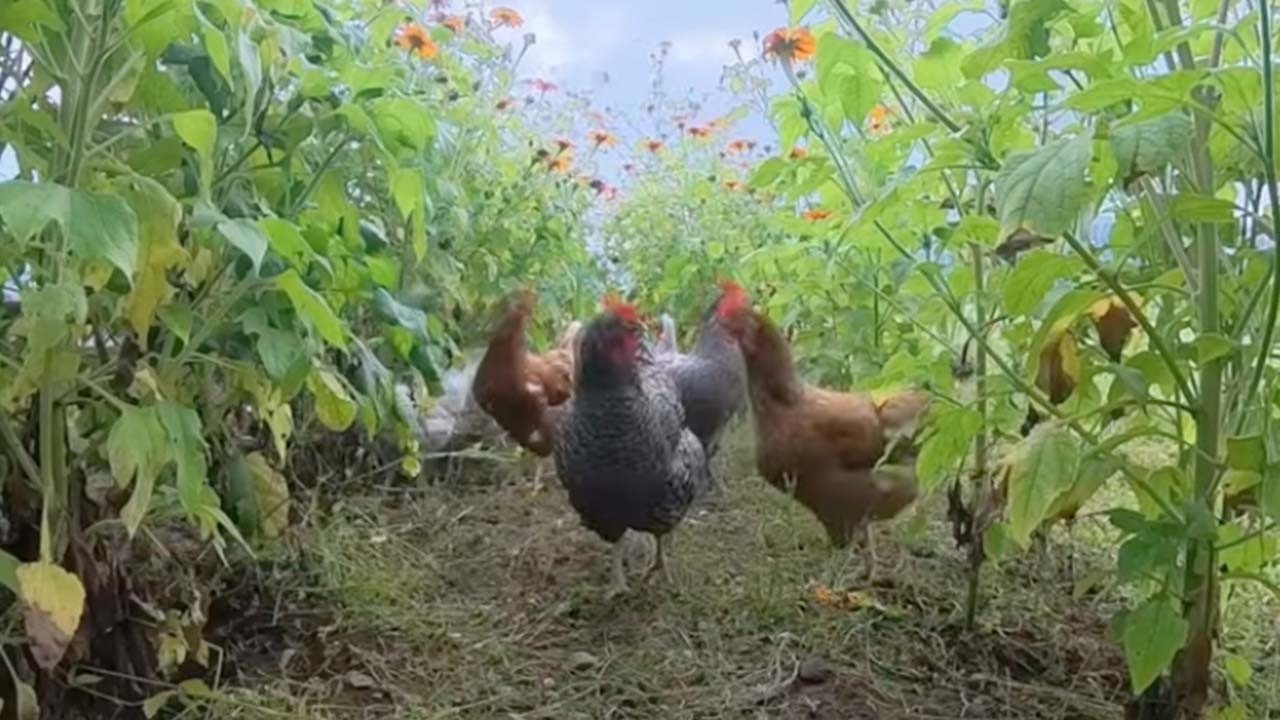 Куры в садах и на пастбищах: ротационный выпас и улучшение качества почвы.