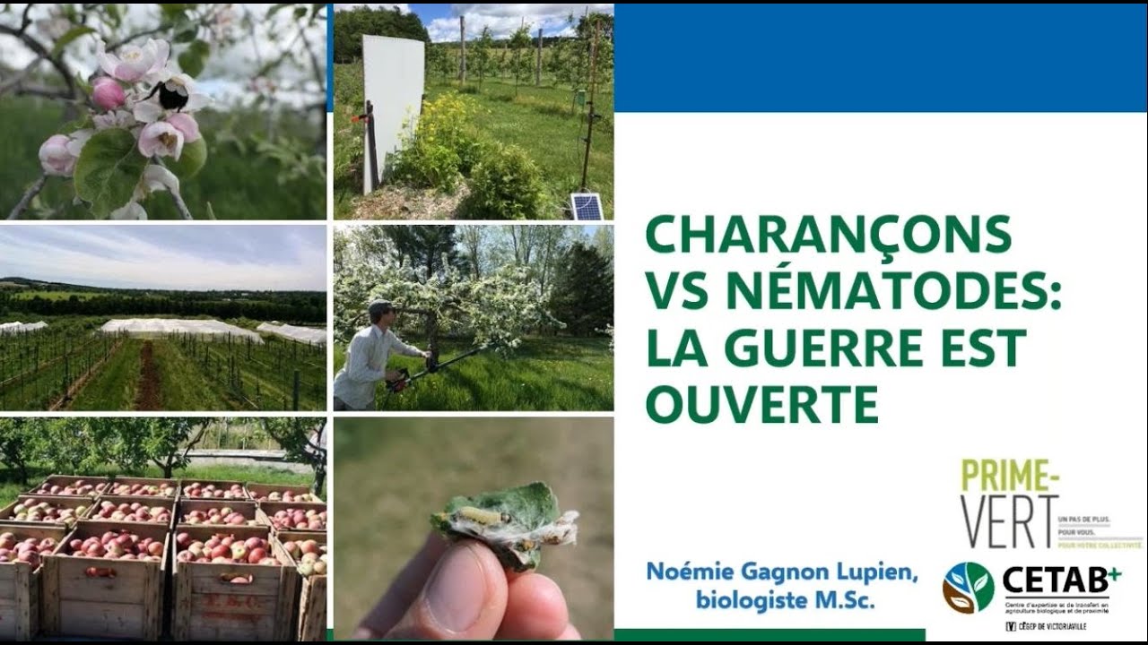 Nématodes entomopathogènes contre les charançons des vergers (webinaire JARIT 27-01-2021)