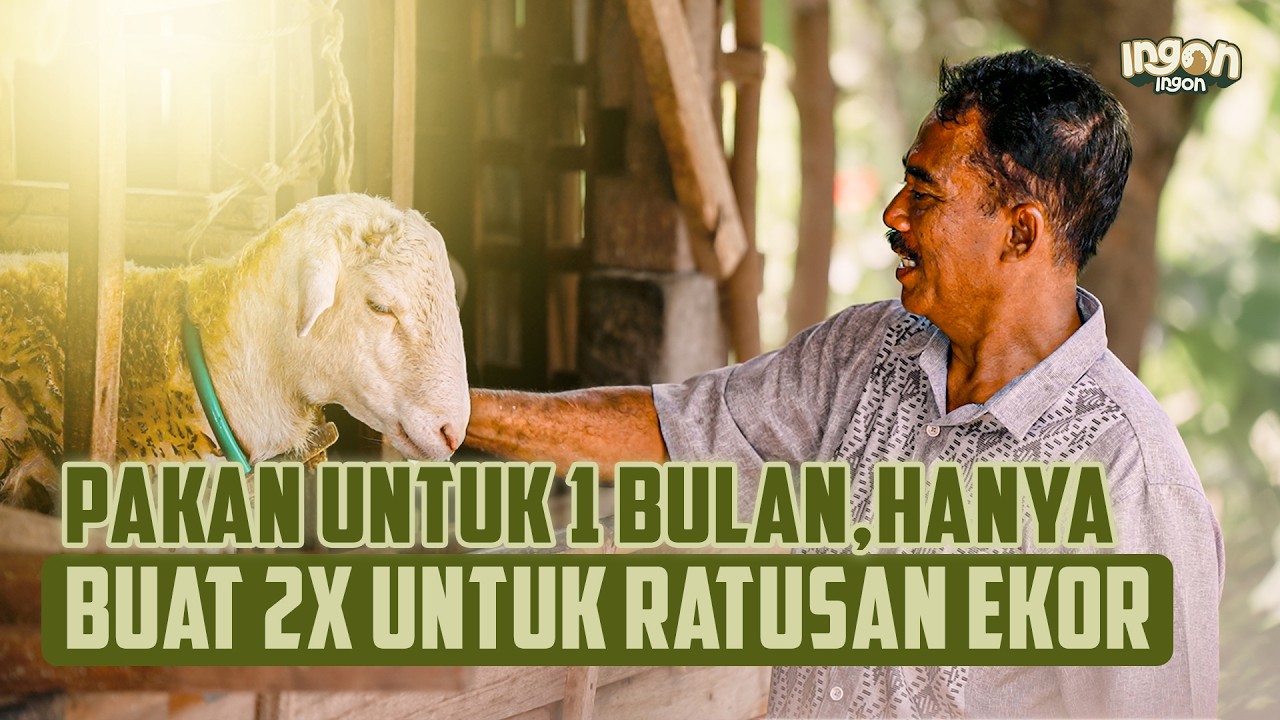 Guru Ngaji Sukses Ternak Domba Dg Pakan Fermentasi, Cuma Buat 2x Sebulan!