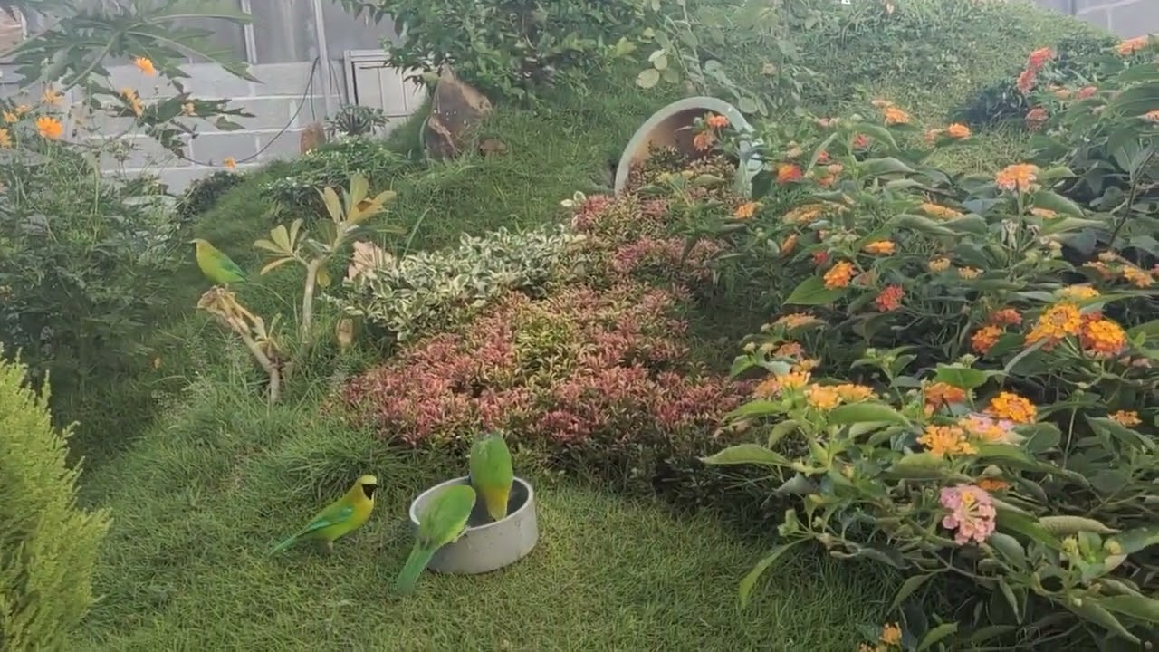 Avi to nhất, đẹp nhất, hoành tráng nhất mà các bạn từng thấy - BIG AVIARY