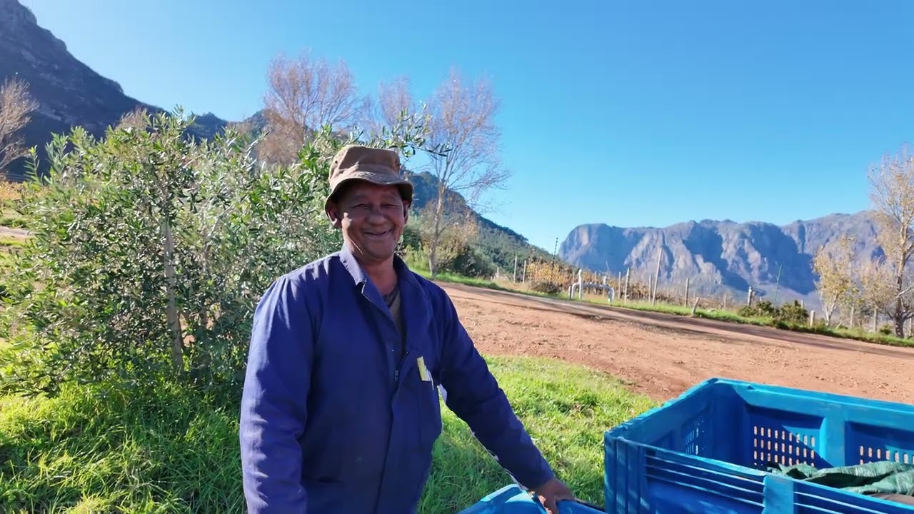 tokara landscape Olive Oil