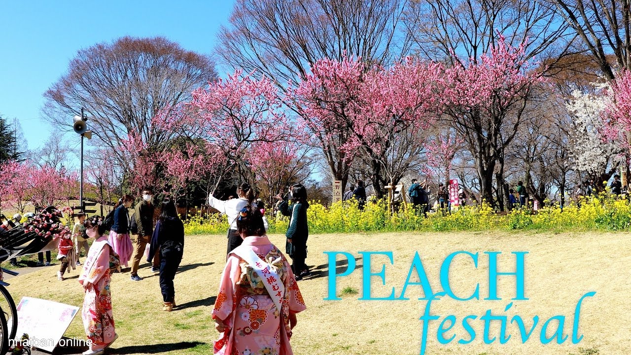 Peach Blossoms Festival of Koga park in Ibaraki | 4K Japan Walk | 