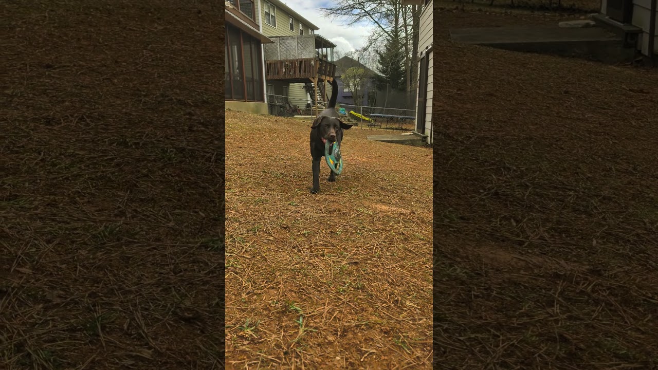#labrador